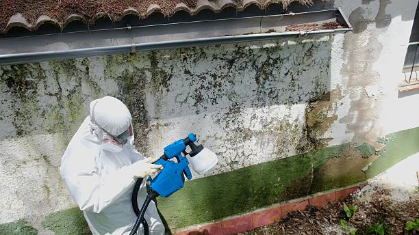 Top rated local Mold Inspection And Testing specialists in White Stone, VA